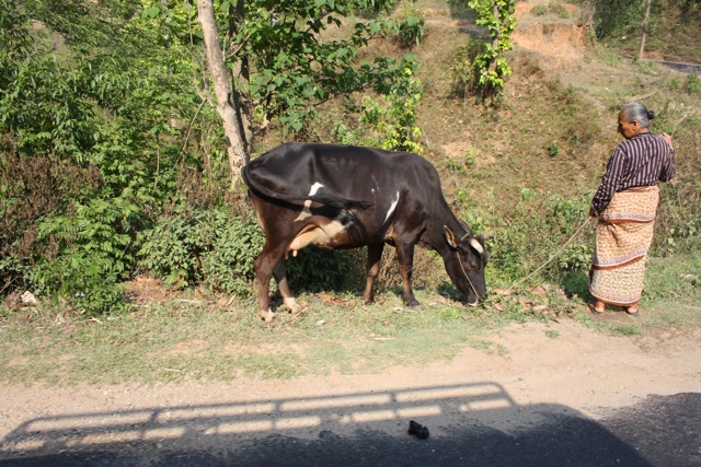 Jelly Cow Illustration