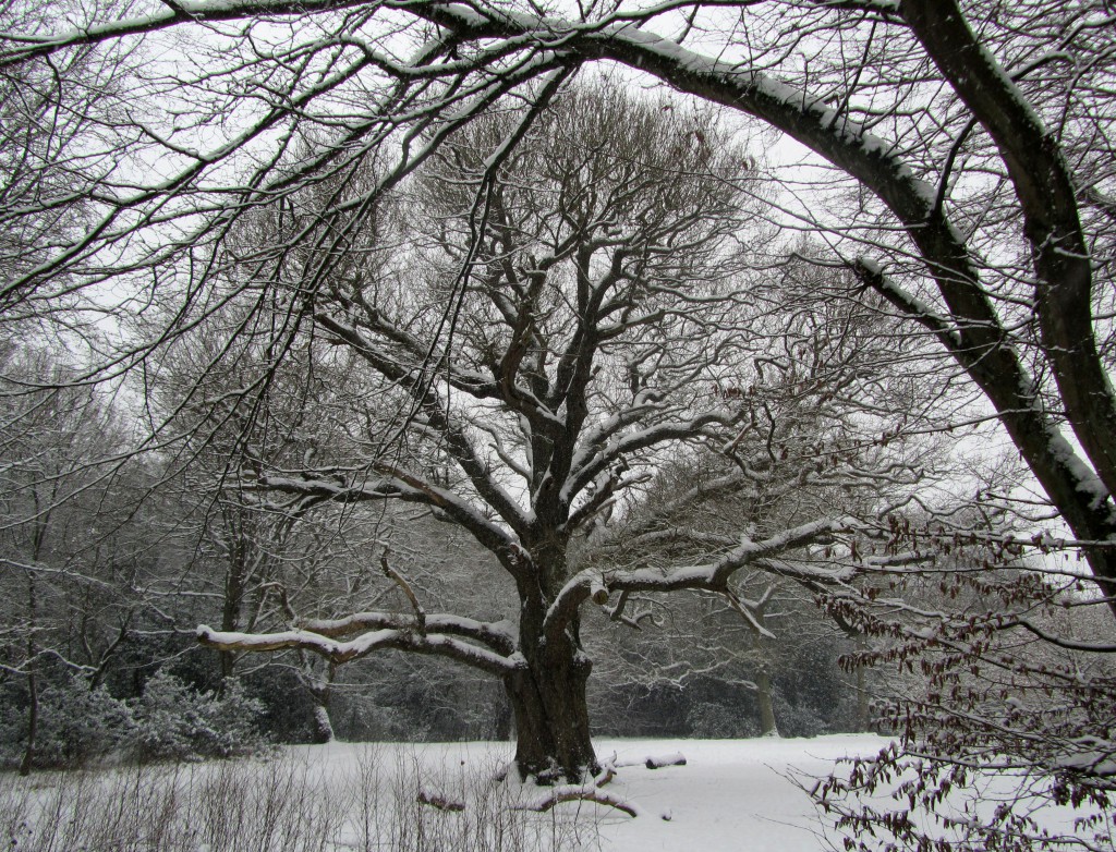 grimston's oak 1