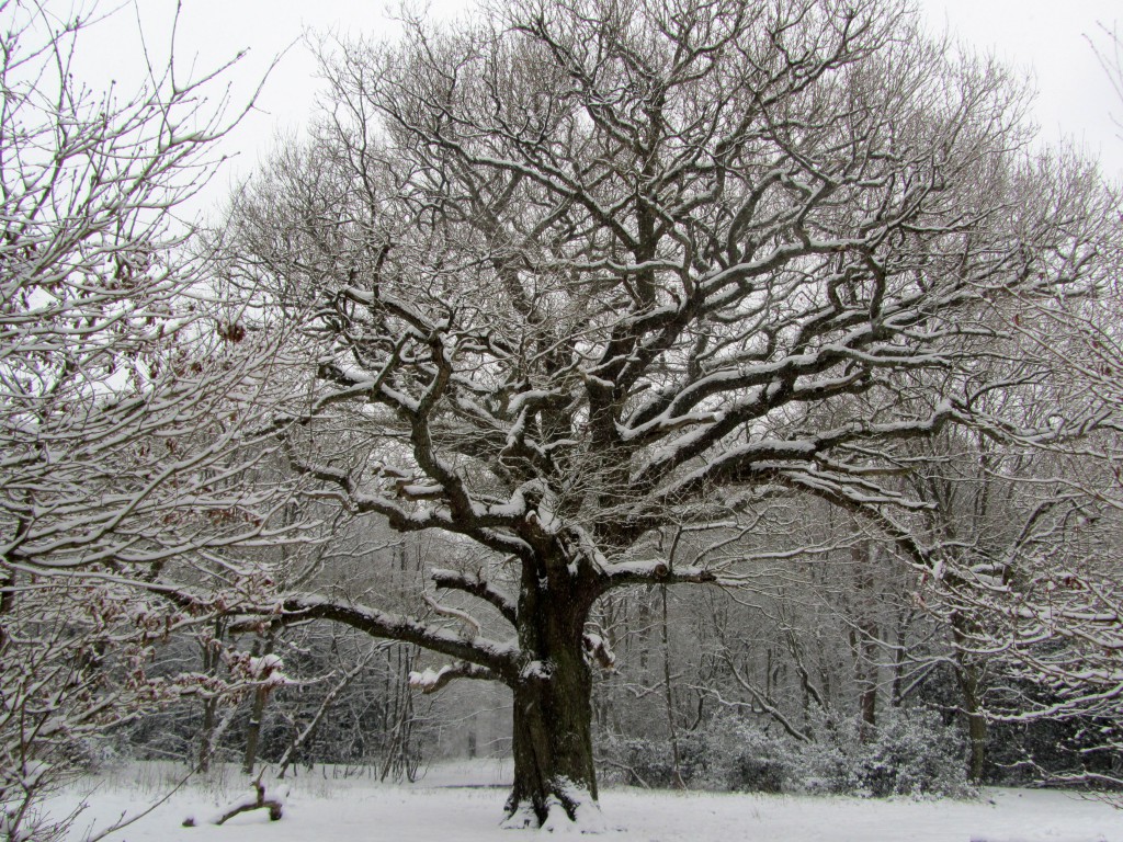 grimston's oak 2