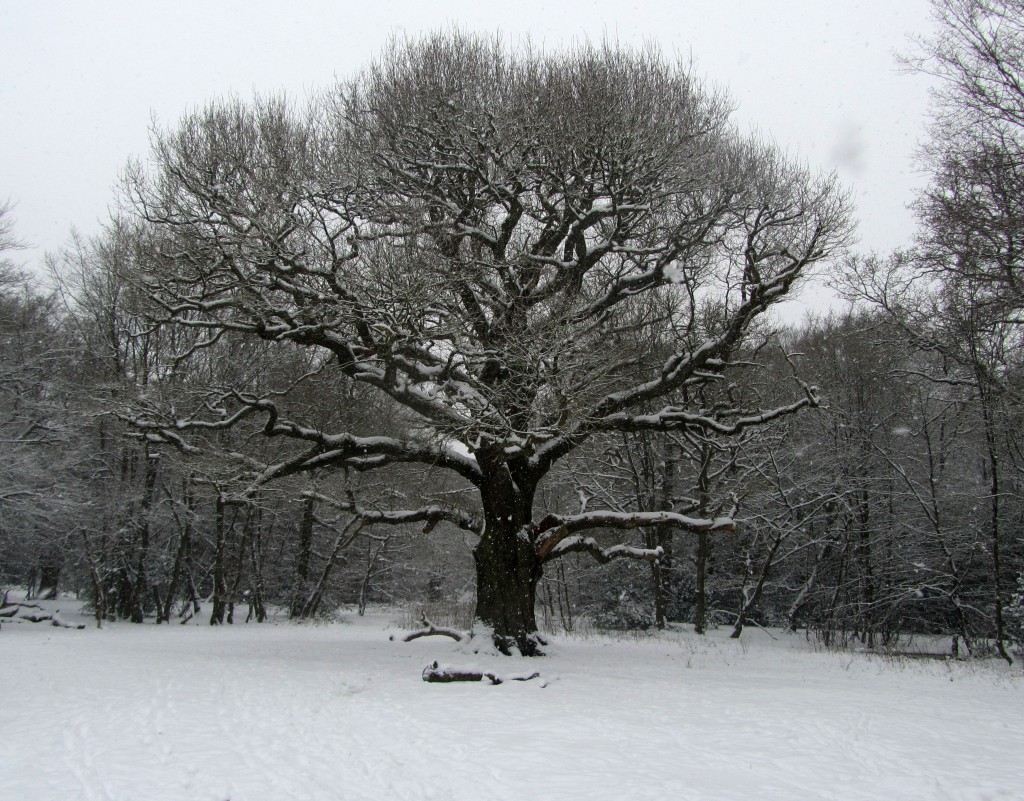 grimston's oak 3