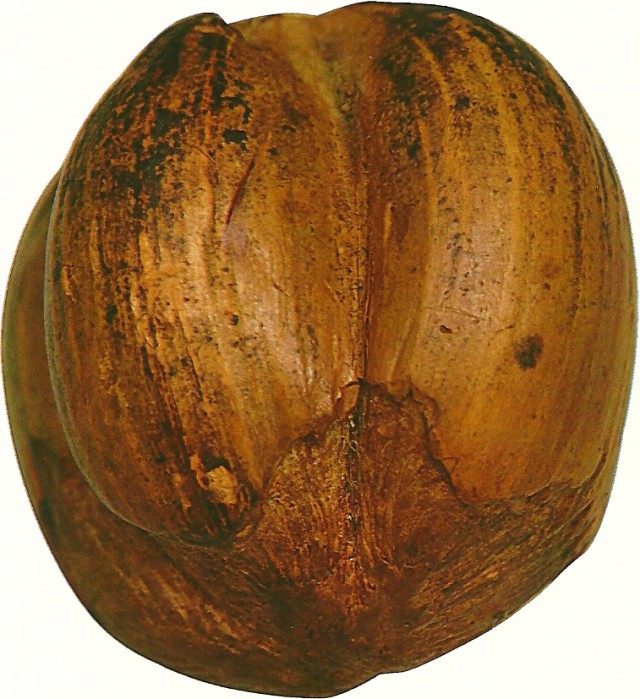 hazelnut shell