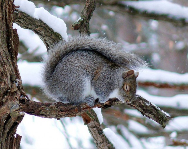 squirrel's cradle
