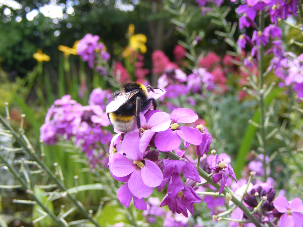 Insects 3 June 2015 016