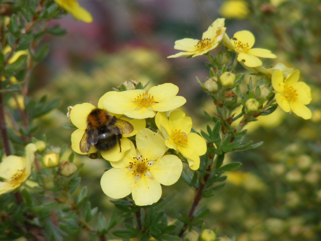 Bee on Potentilla