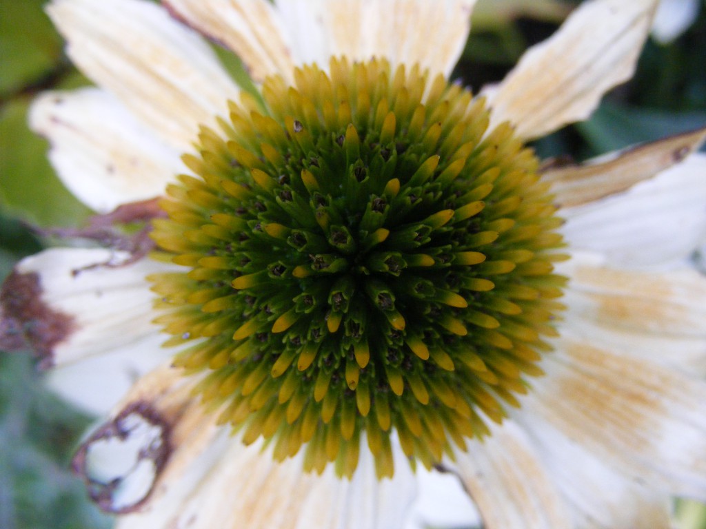 Echinacea