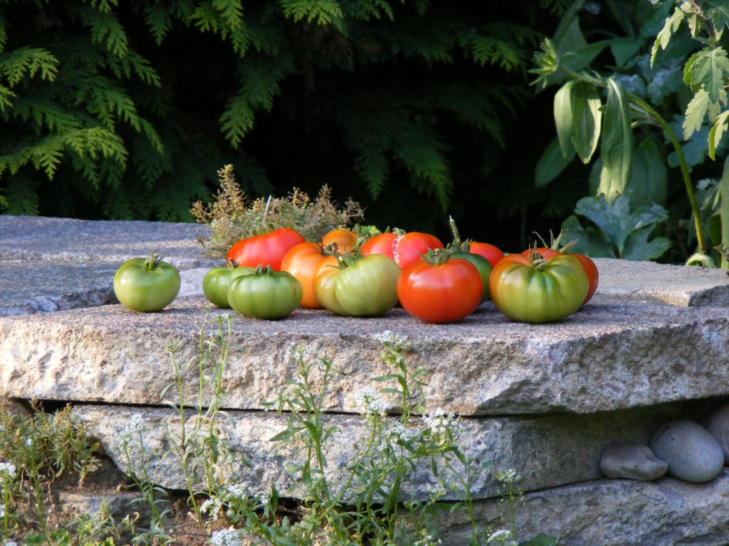 Last crop of tomatoes