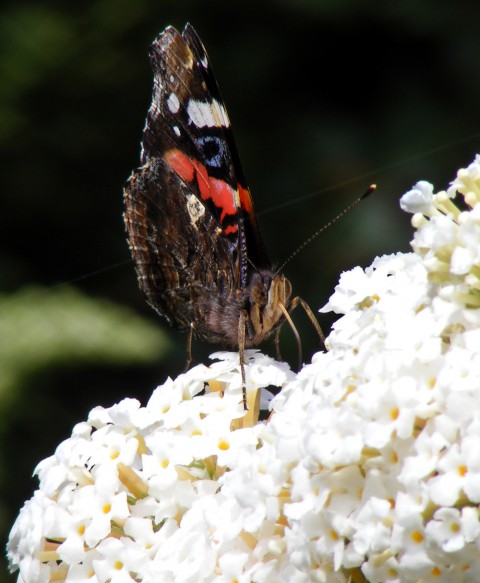 Red admiral on buddleia