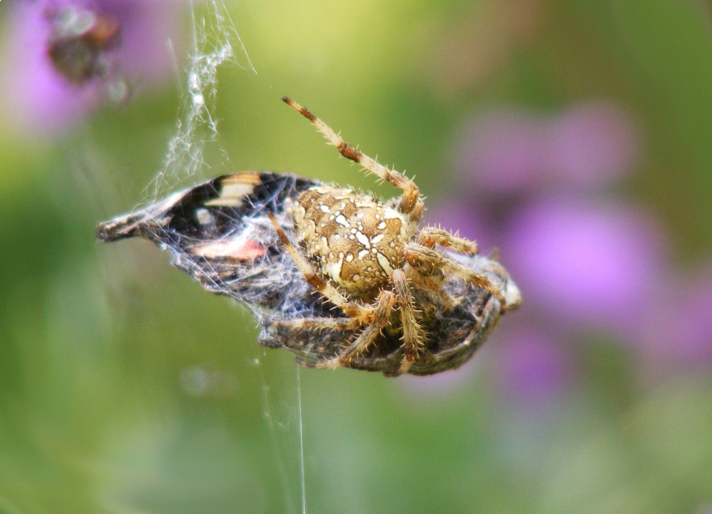 Spider with lunch