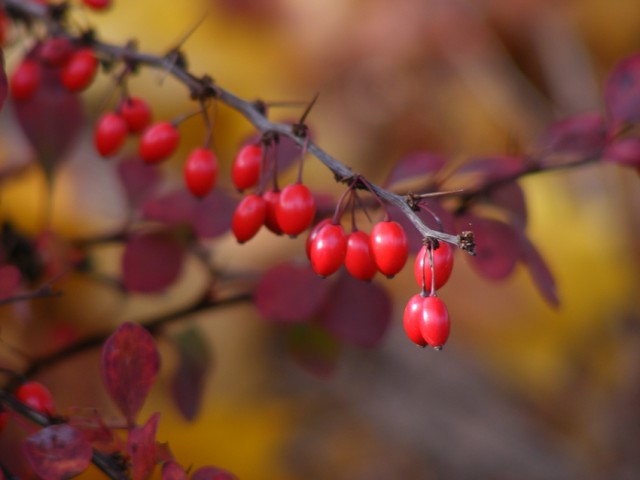 Berberis berries