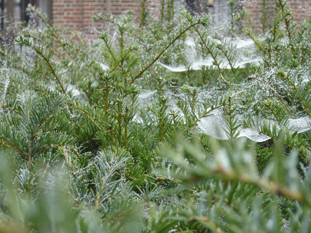 Dew laden spiders webs on yew (2)