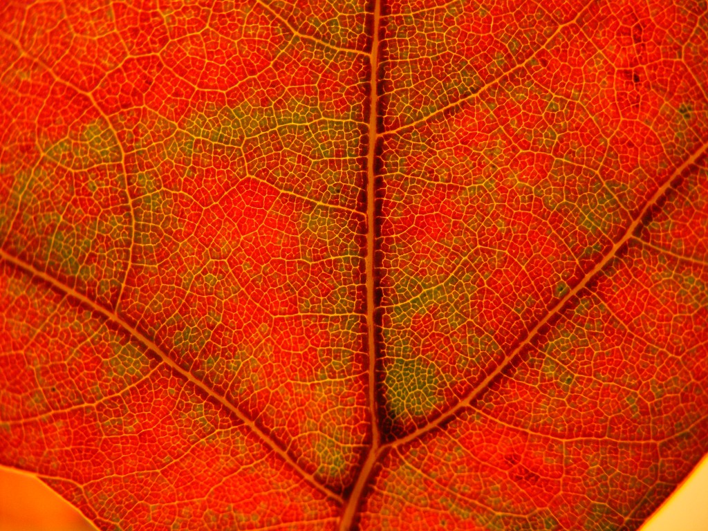 Pin oak leaf