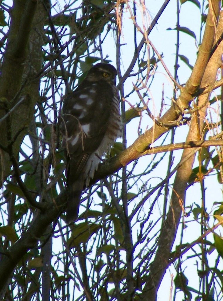 sparrowhawk garden nov 2015 001crop