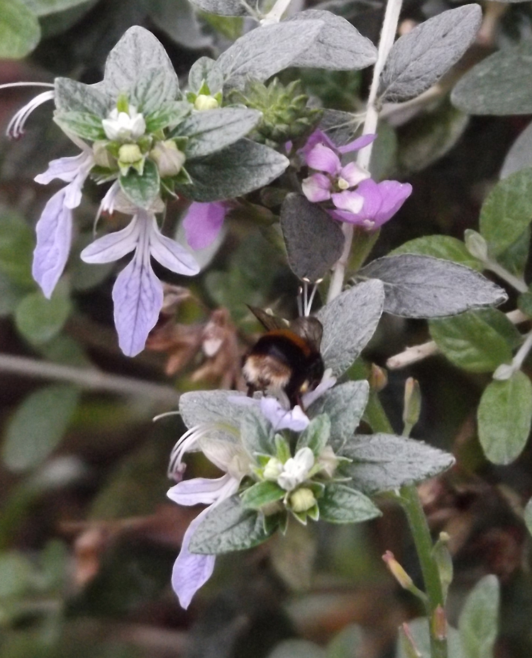 Bee on Teucrium Fruticans