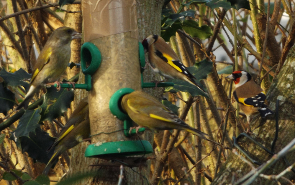 Gold and greenfinches dec 2015